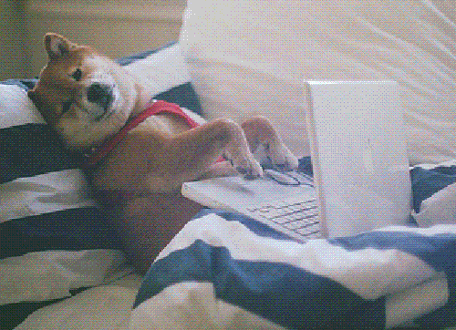 Doge dog typing at keyboard.